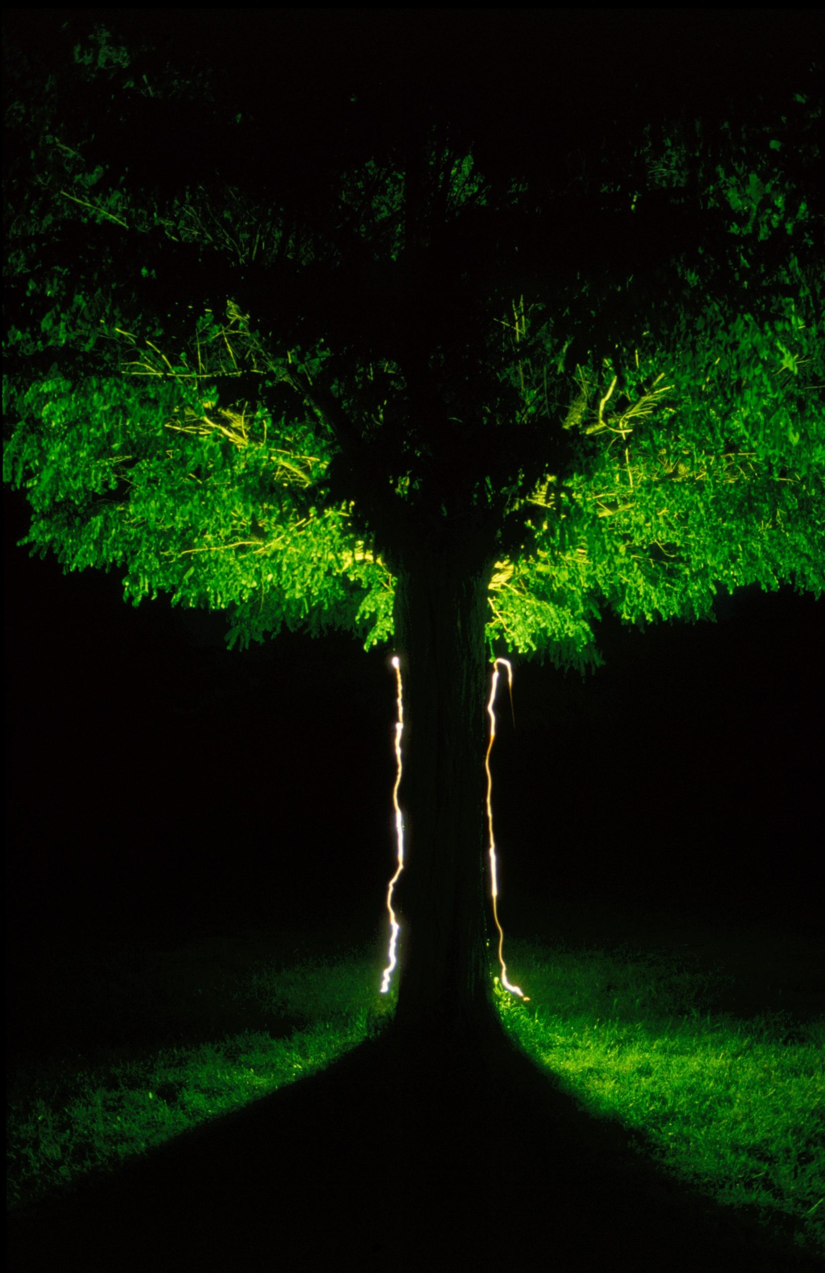 Arbol